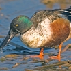 Northern Shoveler